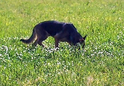 IMG_1235.jpg