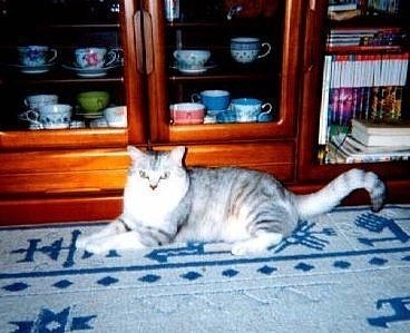 neko3.jpg